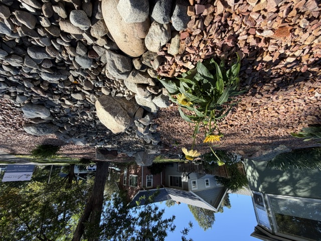 Flowering plant beside stone in the dry creek